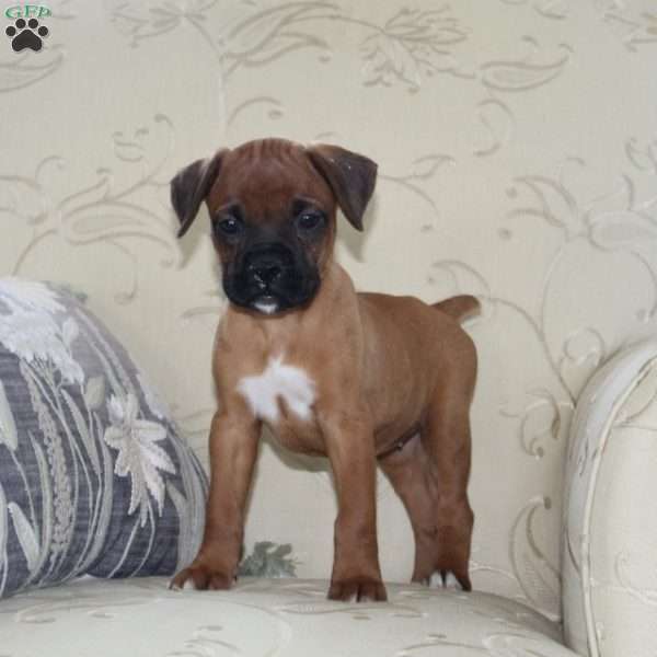 Tesla, Boxer Puppy